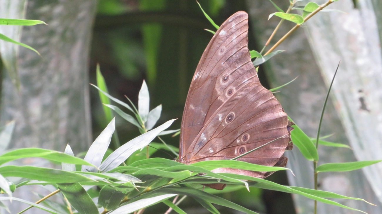 Azulão (Morpho menelaus), insetos, fotografado em Maresias, São Sebastião