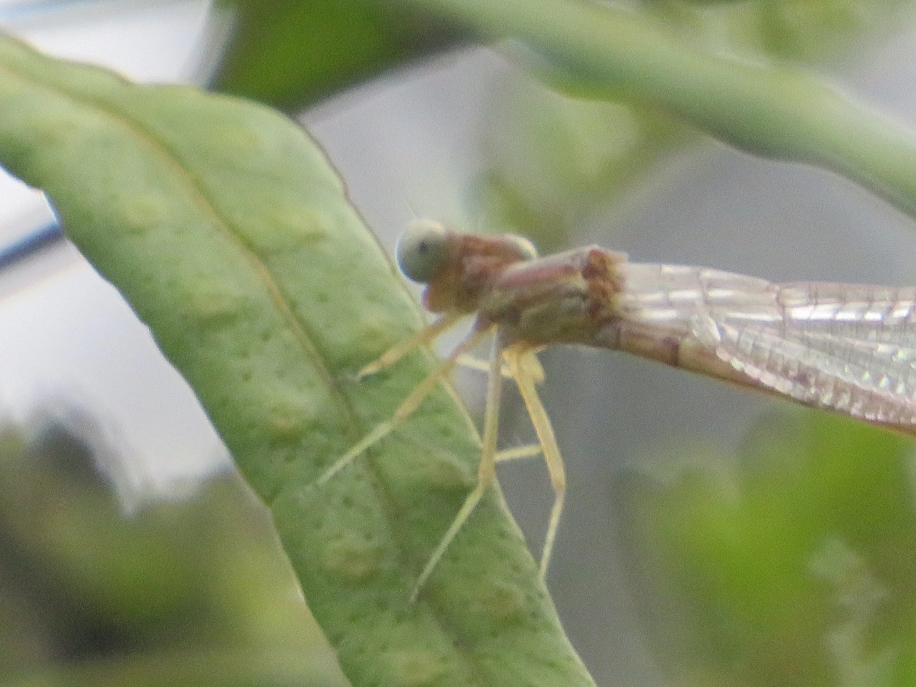 Libelinhas (Zygoptera), insetos, fotografado em Maresias, São Sebastião