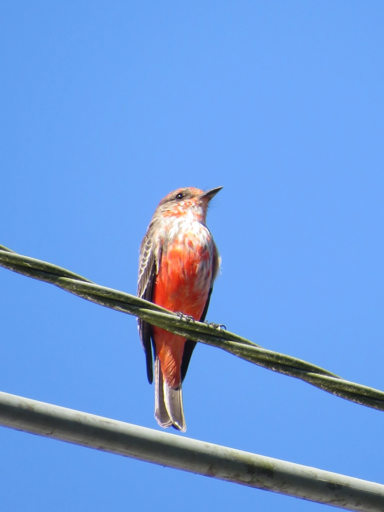 Príncipe (Pyrocephalus rubinus), aves, fotografado em Maresias, São Sebastião