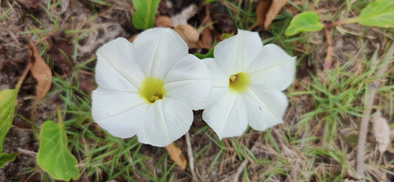 Campainha-branca (Ipomoea imperati), plantas, fotografado em Caraguatatuba