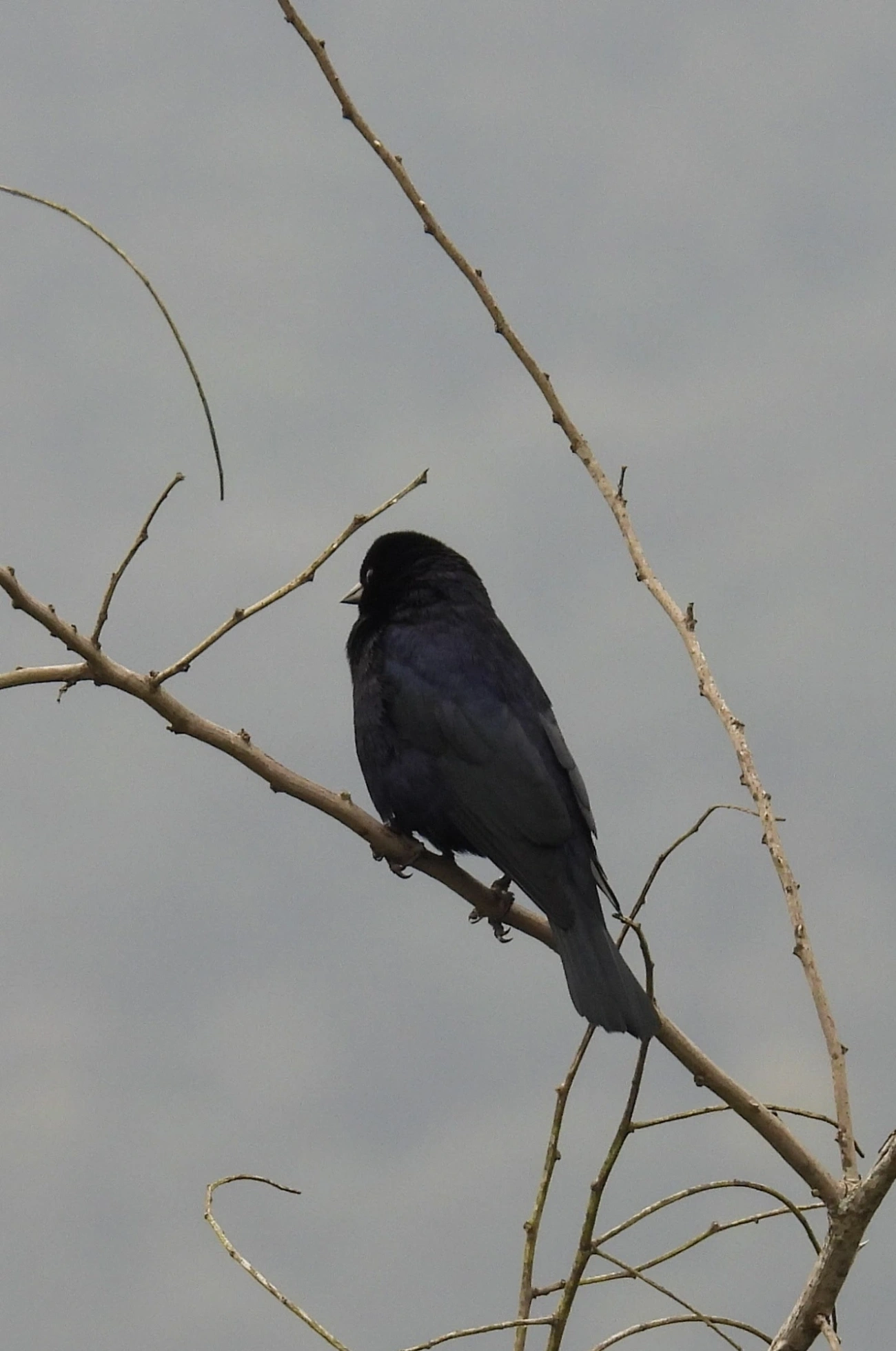 Chupim (Molothrus bonariensis), aves, fotografado em Maresias, São Sebastião