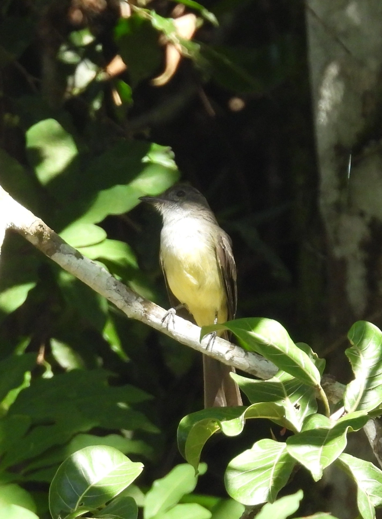 Marias-Cavaleiras e Afins (Myiarchus), aves, fotografado em Queluz