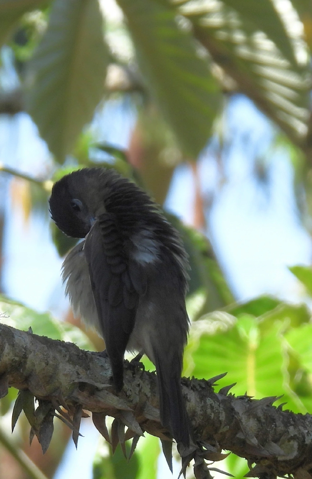 Caneleiro-de-Chapéu-Preto (Pachyramphus validus), aves, fotografado em São Luíz do Paraitinga