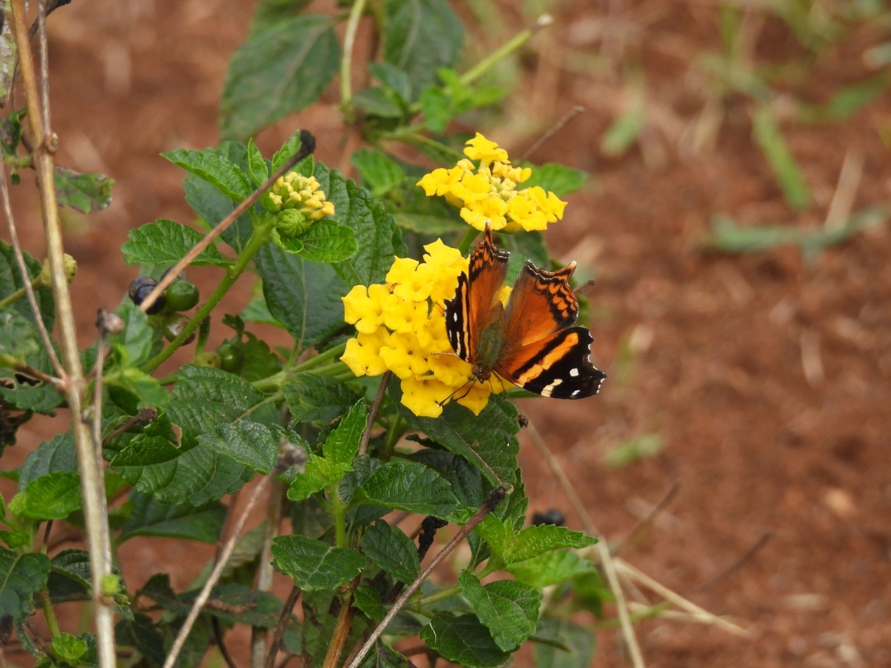 Asa-de-mapa (Hypanartia bella), insetos, fotografado em Bragança Paulista