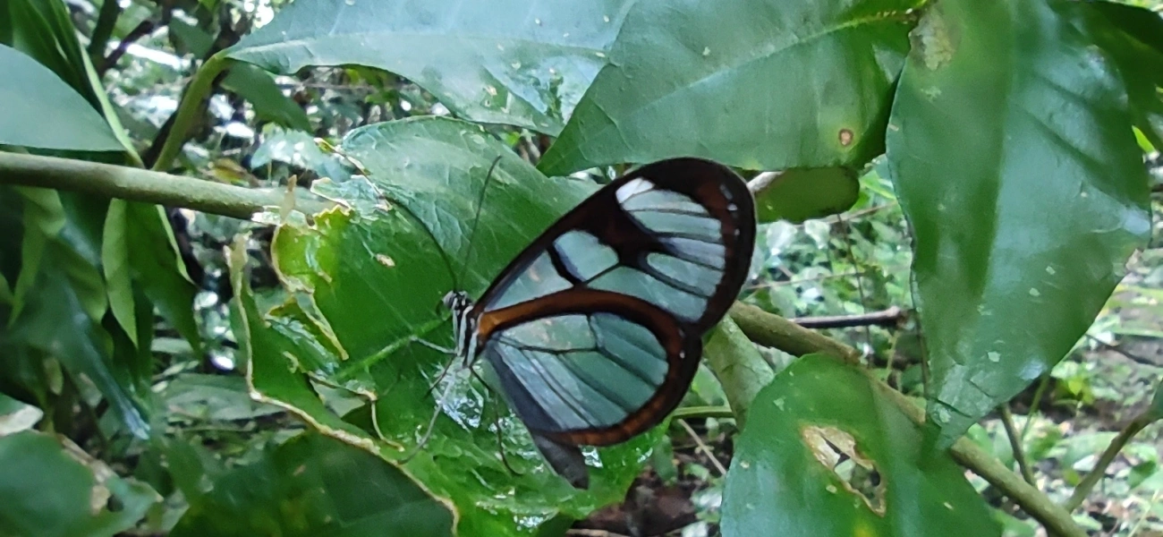 Asas-de-Vidro e Afins (Ithomiini), insetos, fotografado em Maresias, São Sebastião