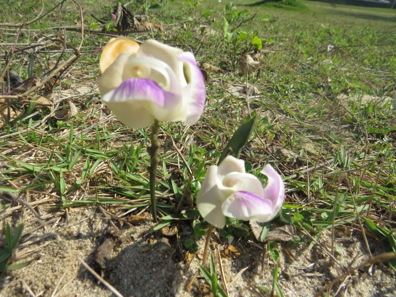 Phaseolinae, plantas, fotografado em Indaiá, Caraguatatuba
