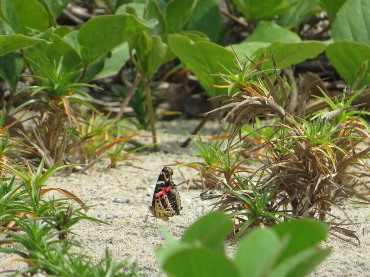 Dama-bandeada (Vanessa myrinna), insetos, fotografado em Mocóca