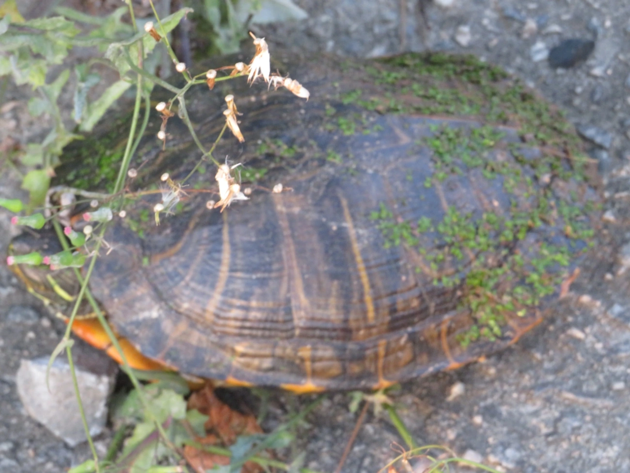Tartaruga-da-Flórida (Trachemys scripta), répteis, fotografado em Maresias, São Sebastião