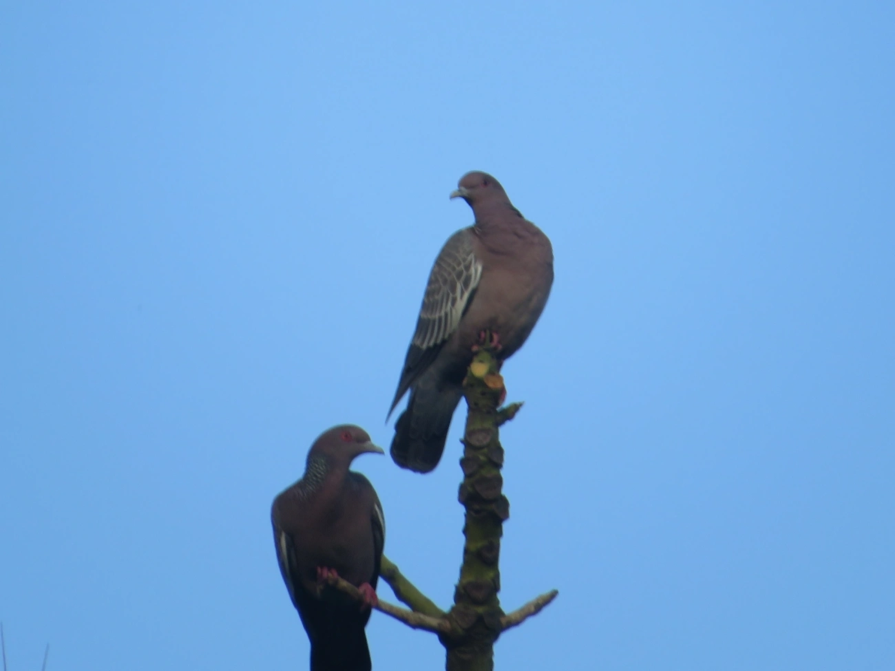 Asa-branca (Patagioenas picazuro), aves, fotografado em Maresias, São Sebastião