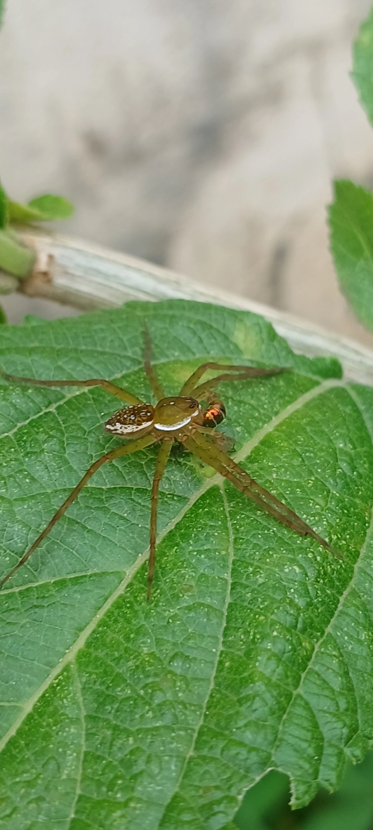 Thaumasia, aracnídeos, fotografado em Maresias, São Sebastião