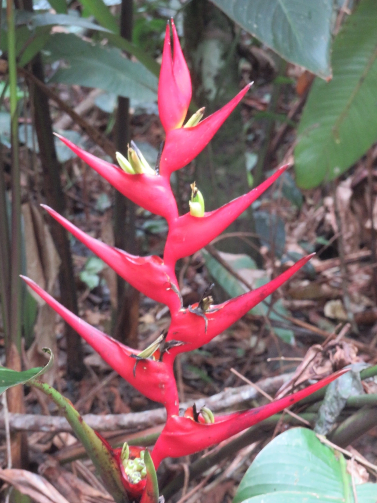 Caeté (Heliconia farinosa), plantas, fotografado em Indaiá, Caraguatatuba
