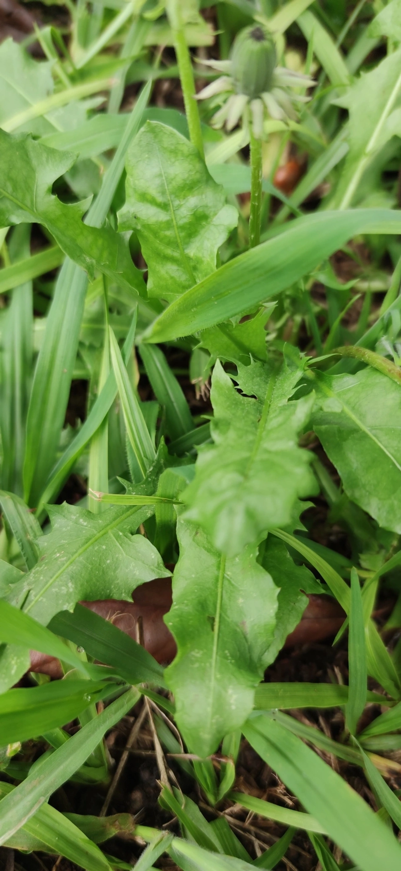 Dente-de-leão (Taraxacum officinale), plantas, fotografado em Vila Antonina, São Paulo