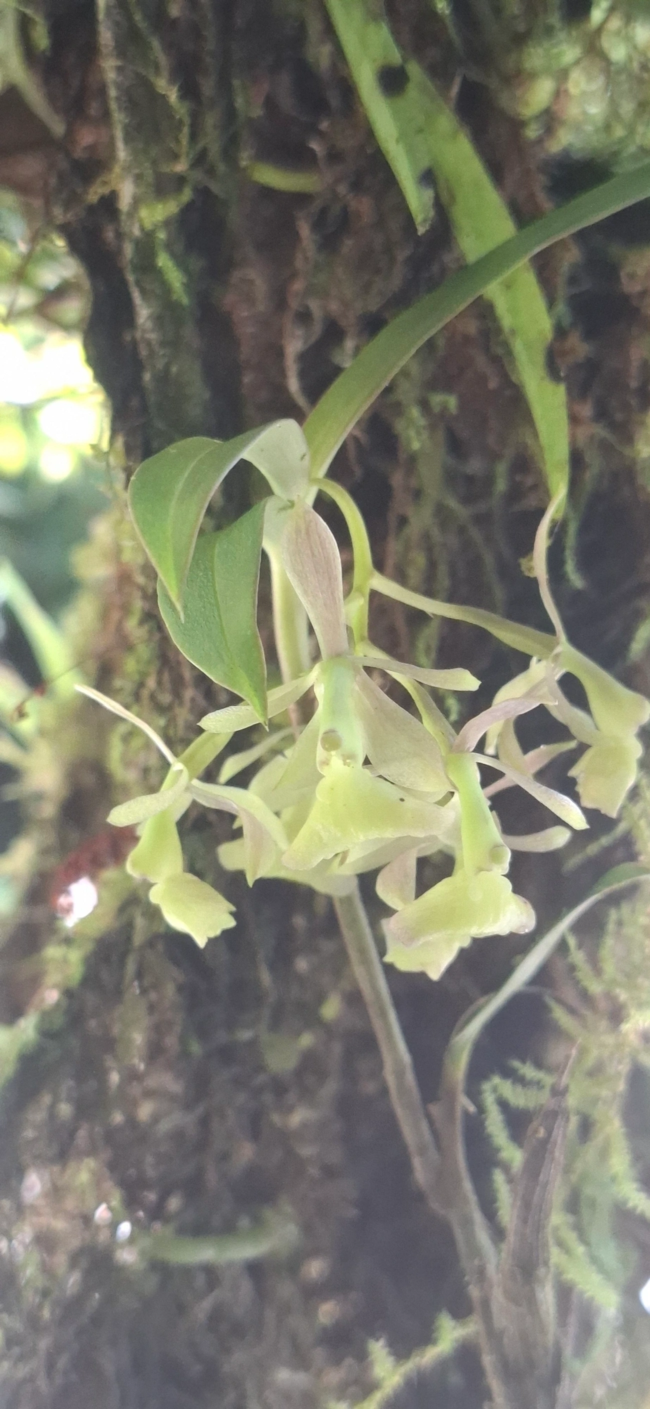Epidendros (Epidendrum), plantas, fotografado em Queluz