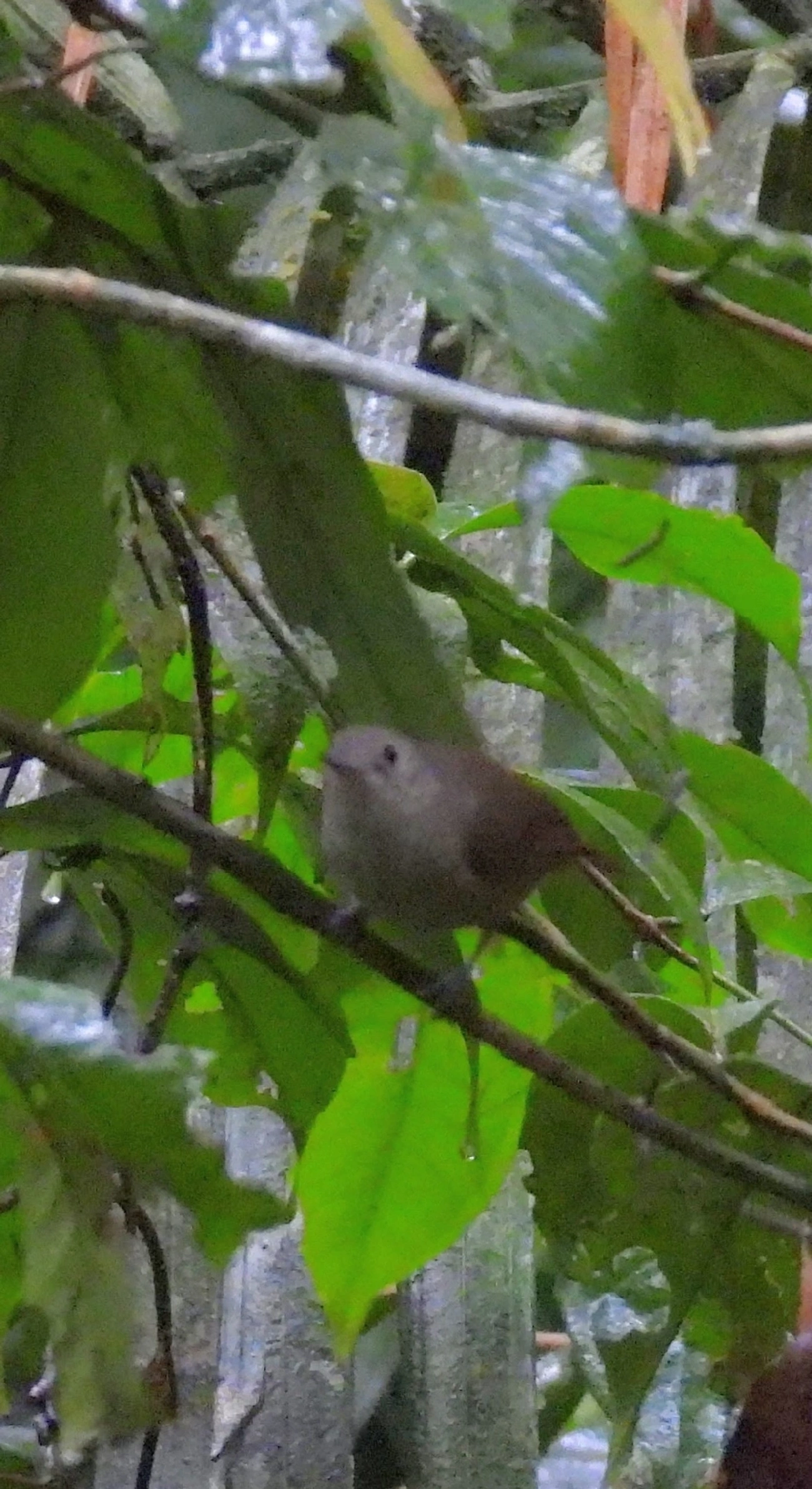 Choquinha-Cinzenta (Myrmotherula unicolor), aves, fotografado em São Sebastião