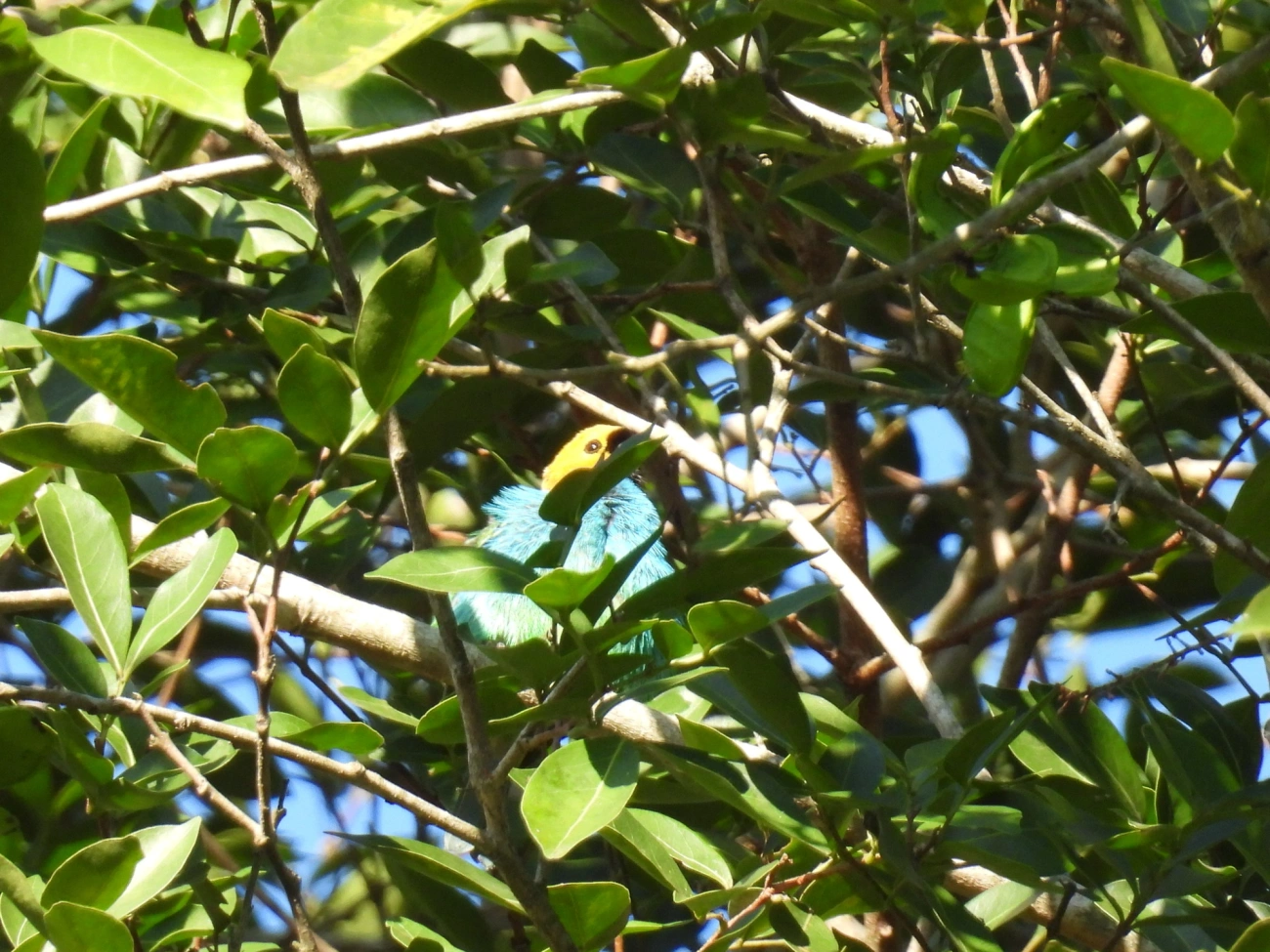 Saíra-douradinha (Tangara cyanoventris), aves, fotografado em Resende