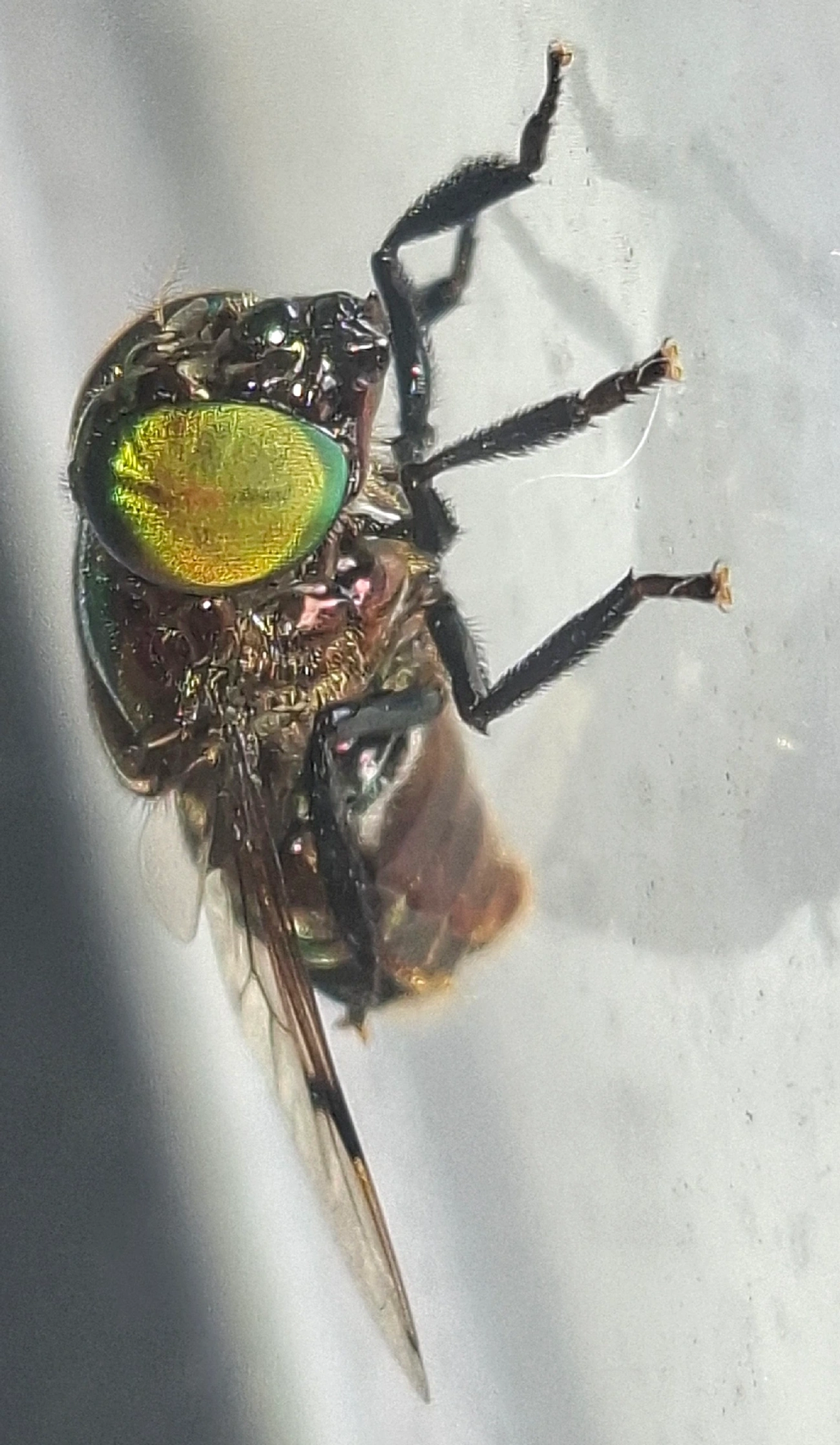 Ornidia, insetos, fotografado em Maresias, São Sebastião