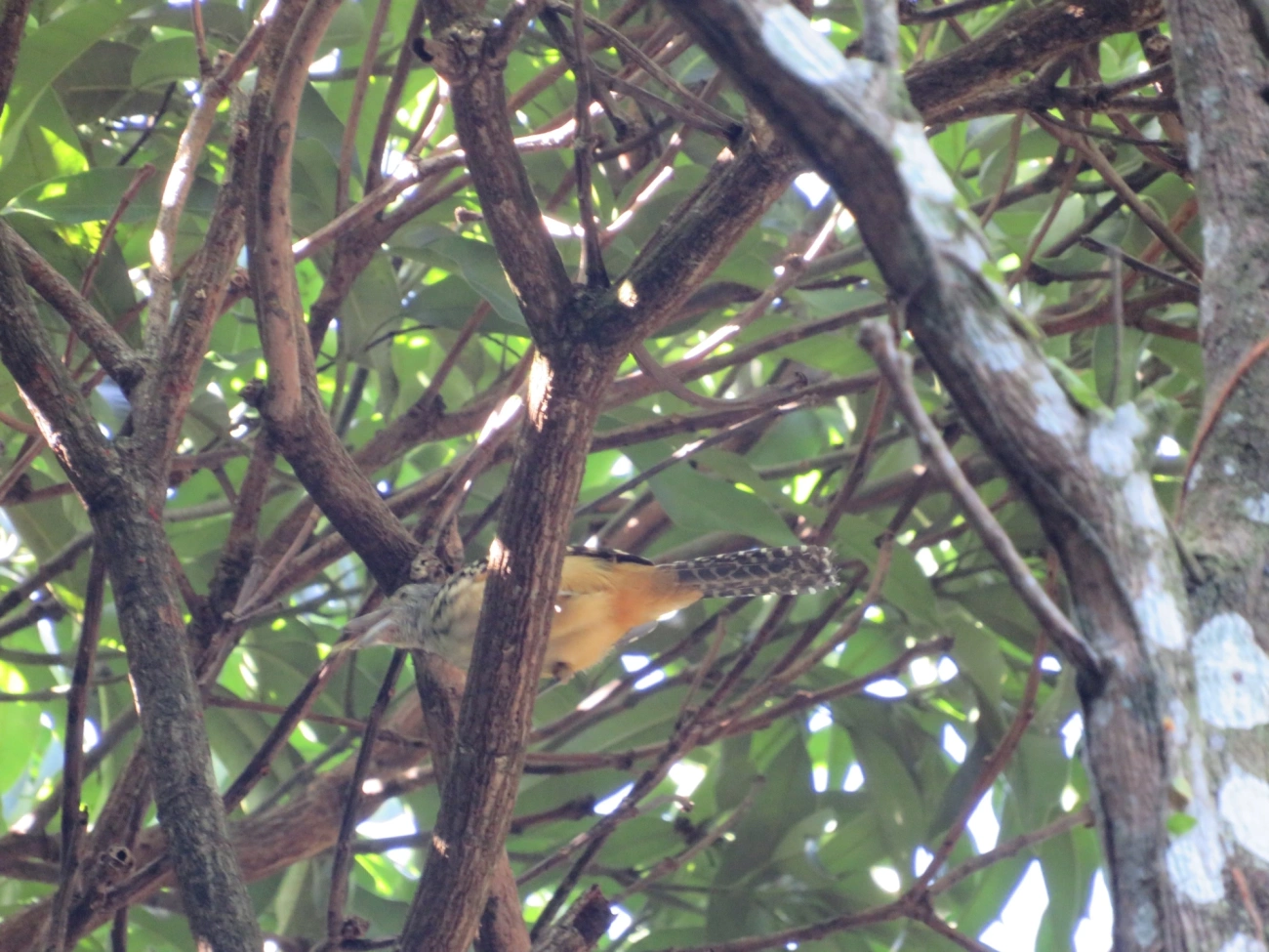 Chocão-carijó (Hypoedaleus guttatus), aves, fotografado em Maresias, São Sebastião