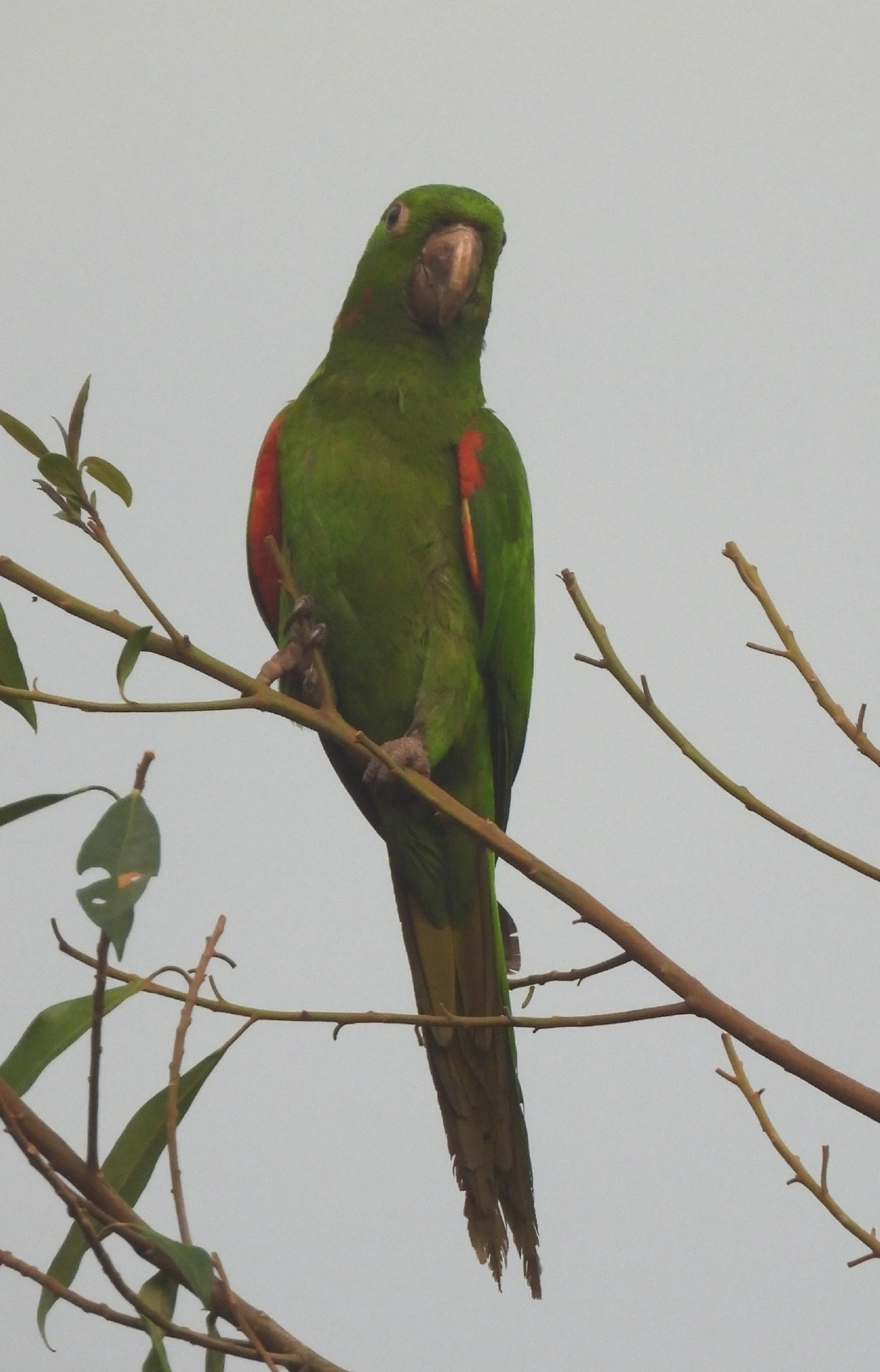 Periquitão-maracanã (Psittacara leucophthalmus), aves, fotografado em Queluz
