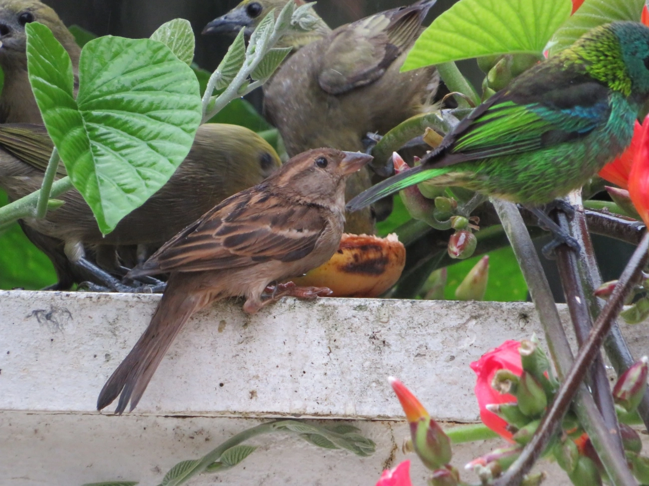 Pardal (Passer domesticus), aves, fotografado em Maresias, São Sebastião
