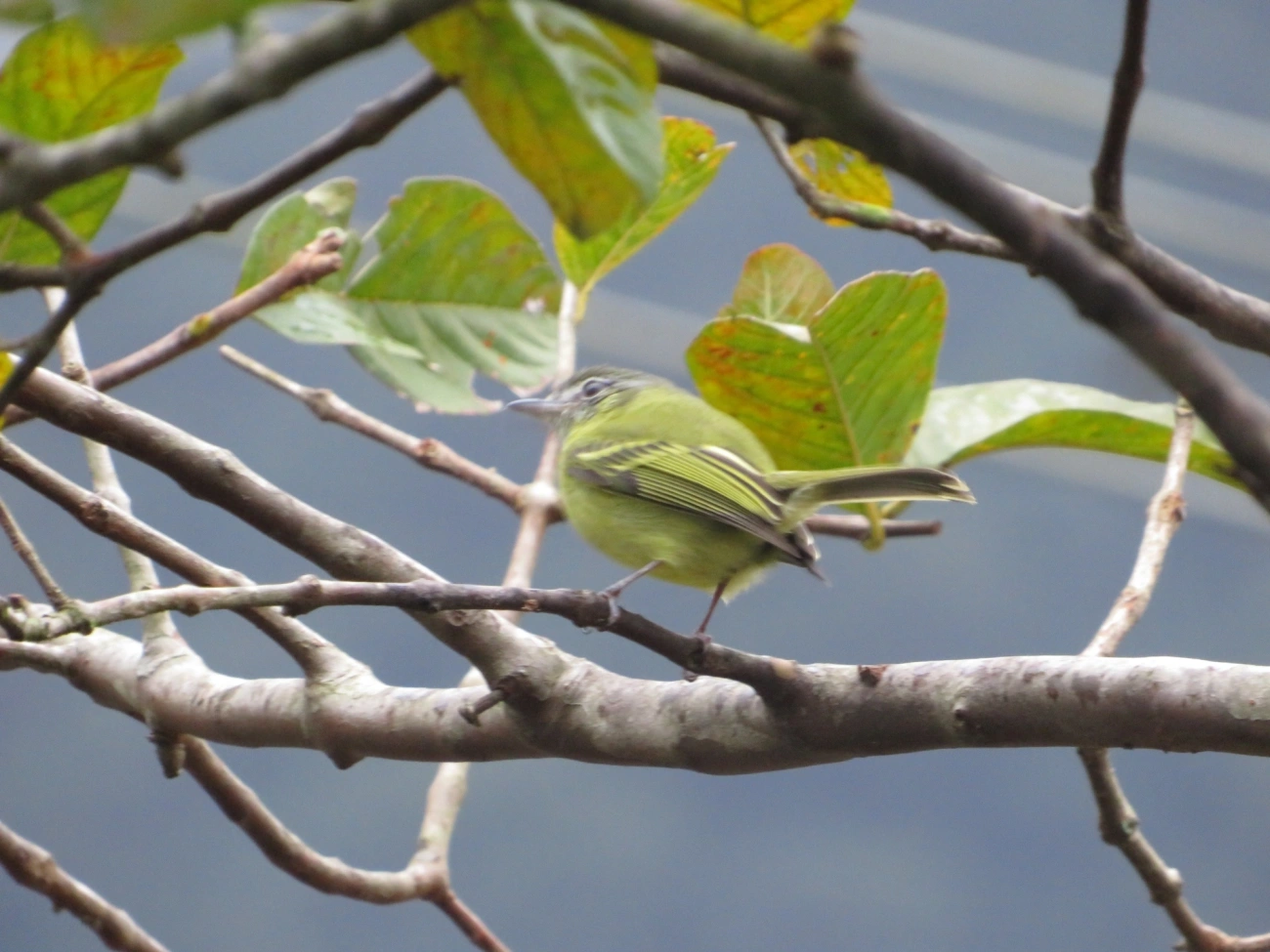 Bico-chato-de-orelha-preta (Tolmomyias sulphurescens), aves, fotografado em Maresias, São Sebastião