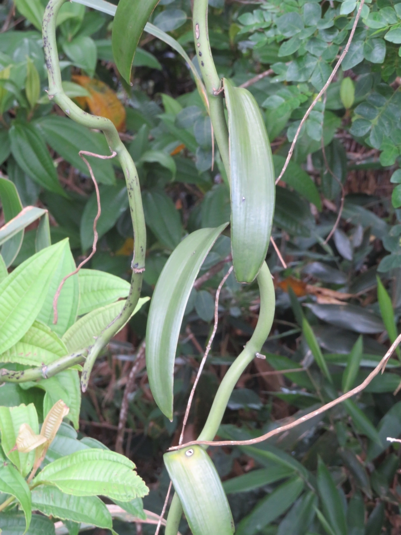 Baunilha (Vanilla chamissonis), plantas, fotografado em Indaiá, Caraguatatuba