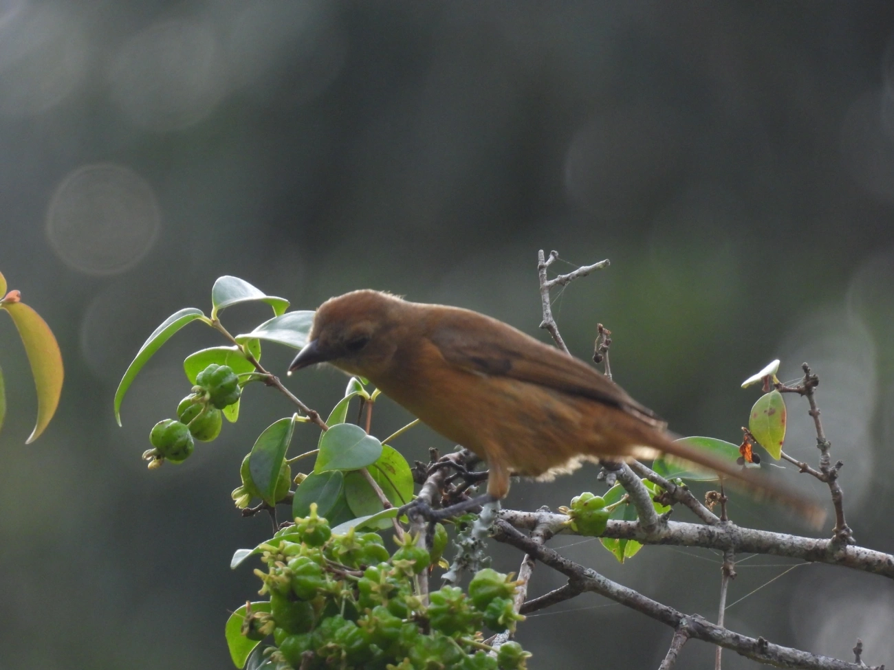 Tiê-galo (Loriotus cristatus), aves, fotografado em Maresias, São Sebastião