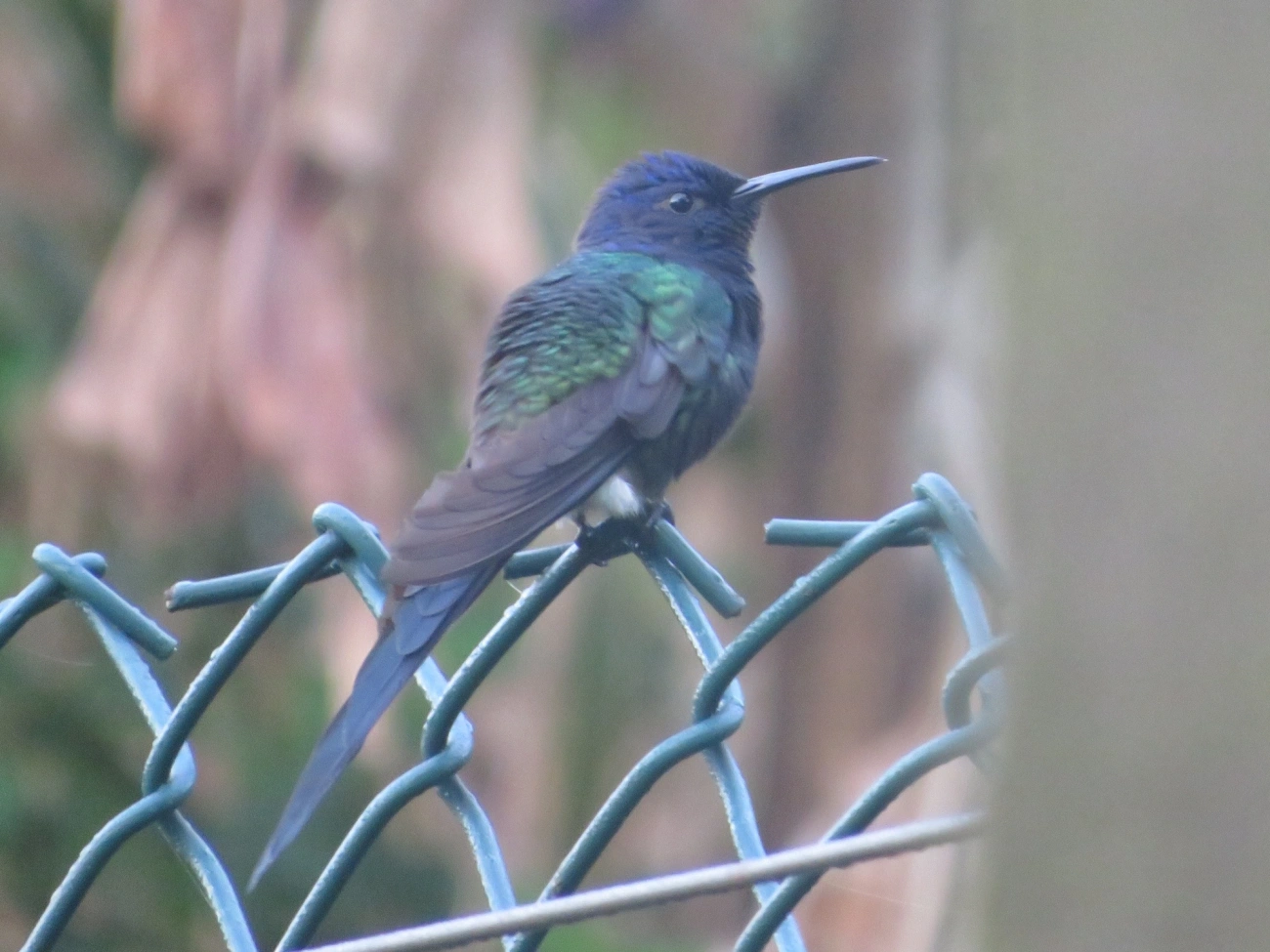 Beija-flor-tesoura (Eupetomena macroura), aves, fotografado em Maresias, São Sebastião