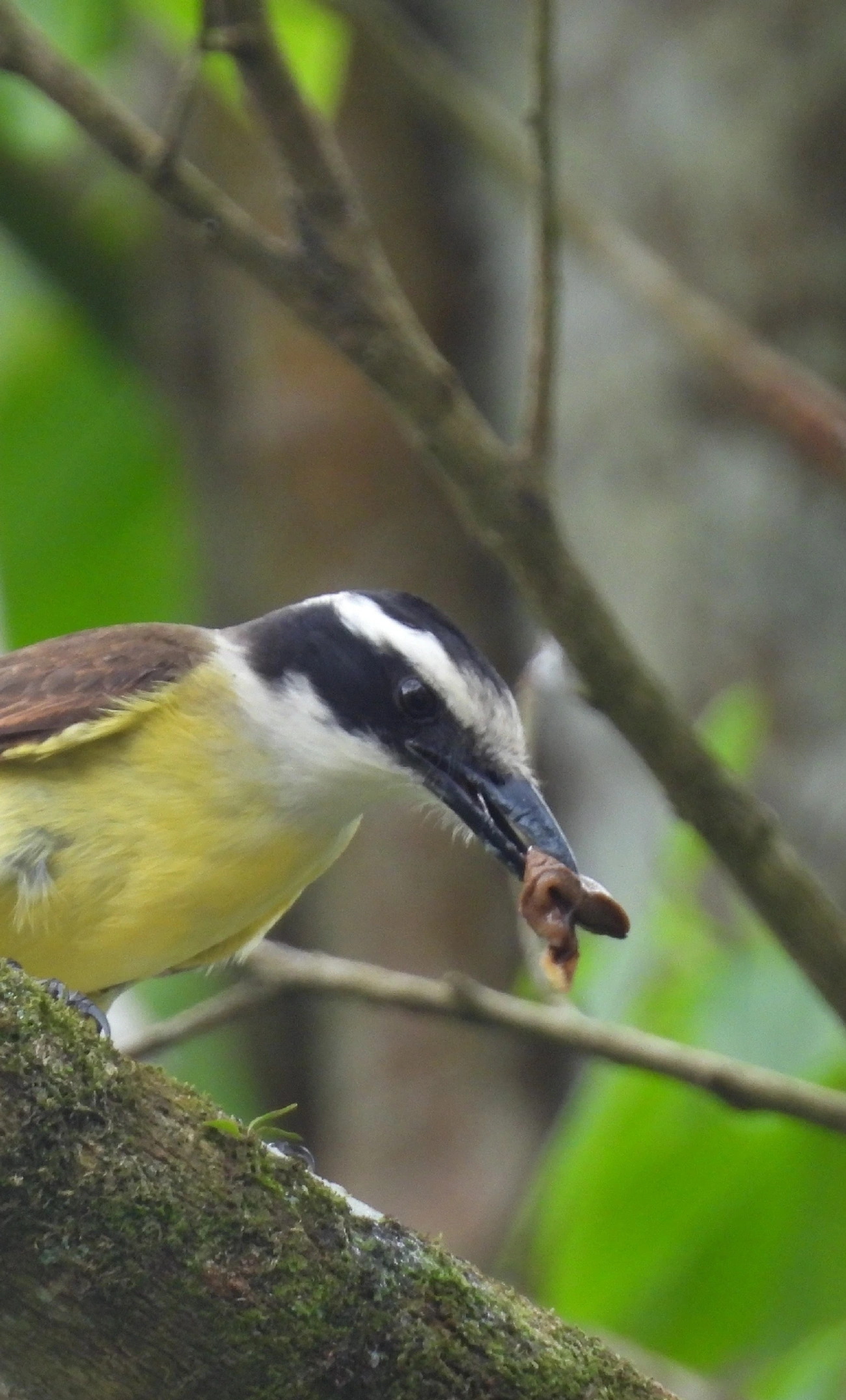 Bem-te-vi (Pitangus sulphuratus), aves, fotografado em Perequê, Ilhabela