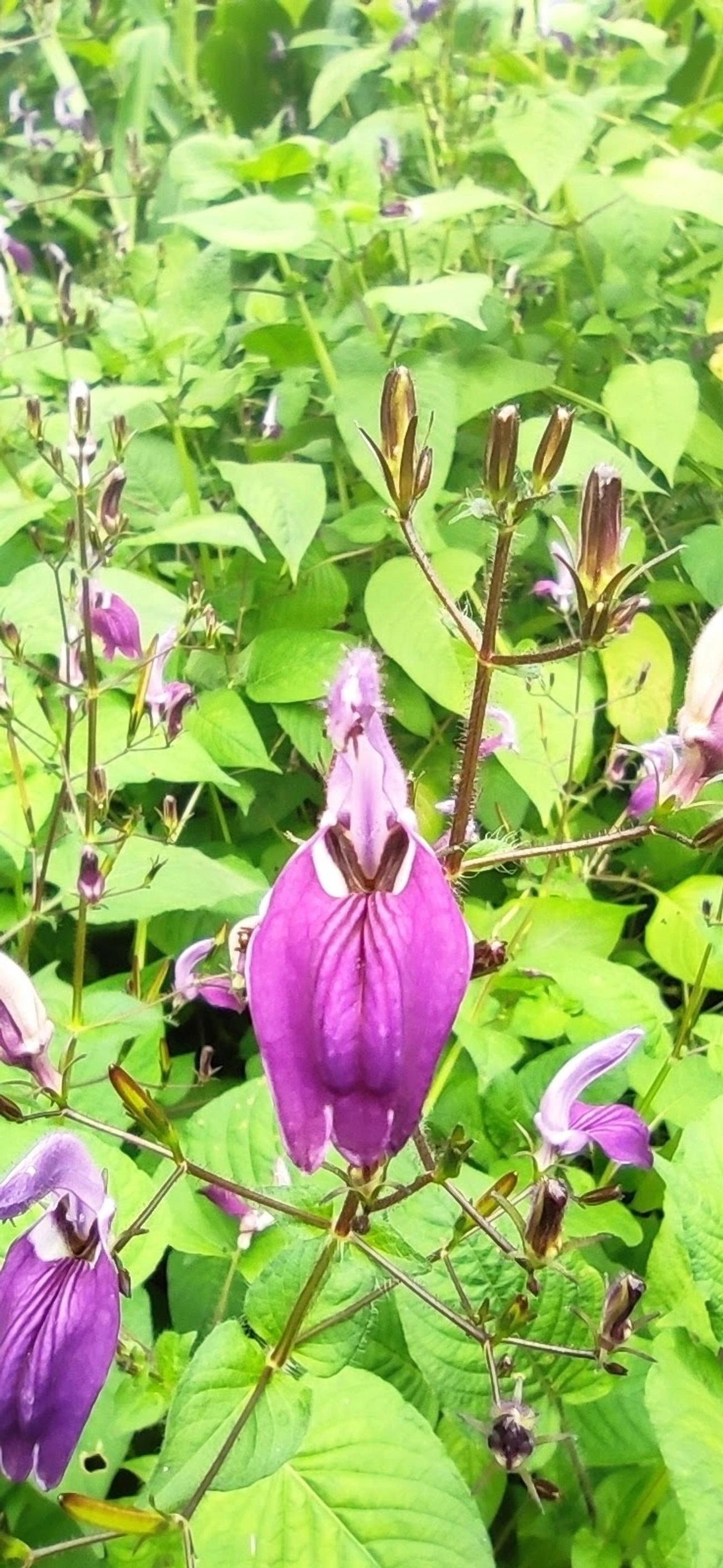 Fia-de-mina-grande (Brillantaisia lamium), plantas, fotografado em Maresias, São Sebastião