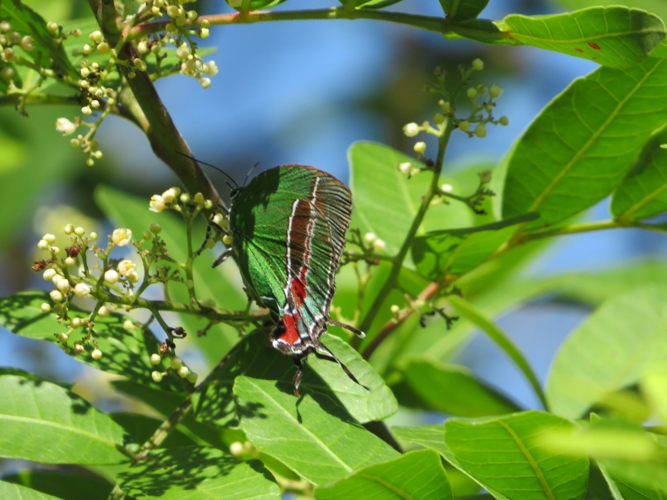 Cabeludinha-de-Bates (Evenus batesii), insetos, fotografado em Maresias, São Sebastião