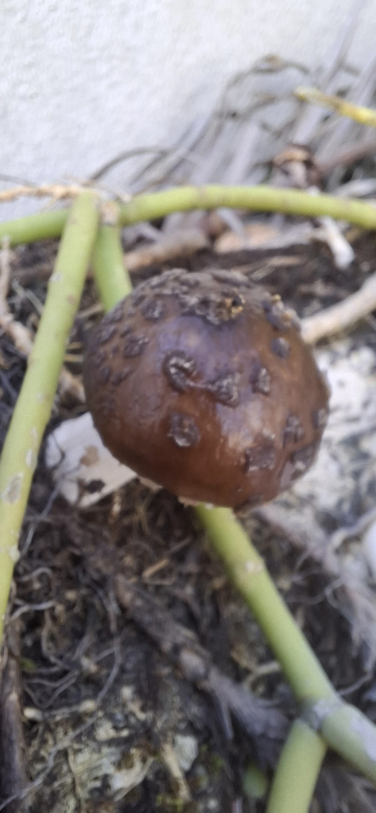 Cogumelo-de-coco (Oudemansiella cubensis), fungos, fotografado em Maresias, São Sebastião