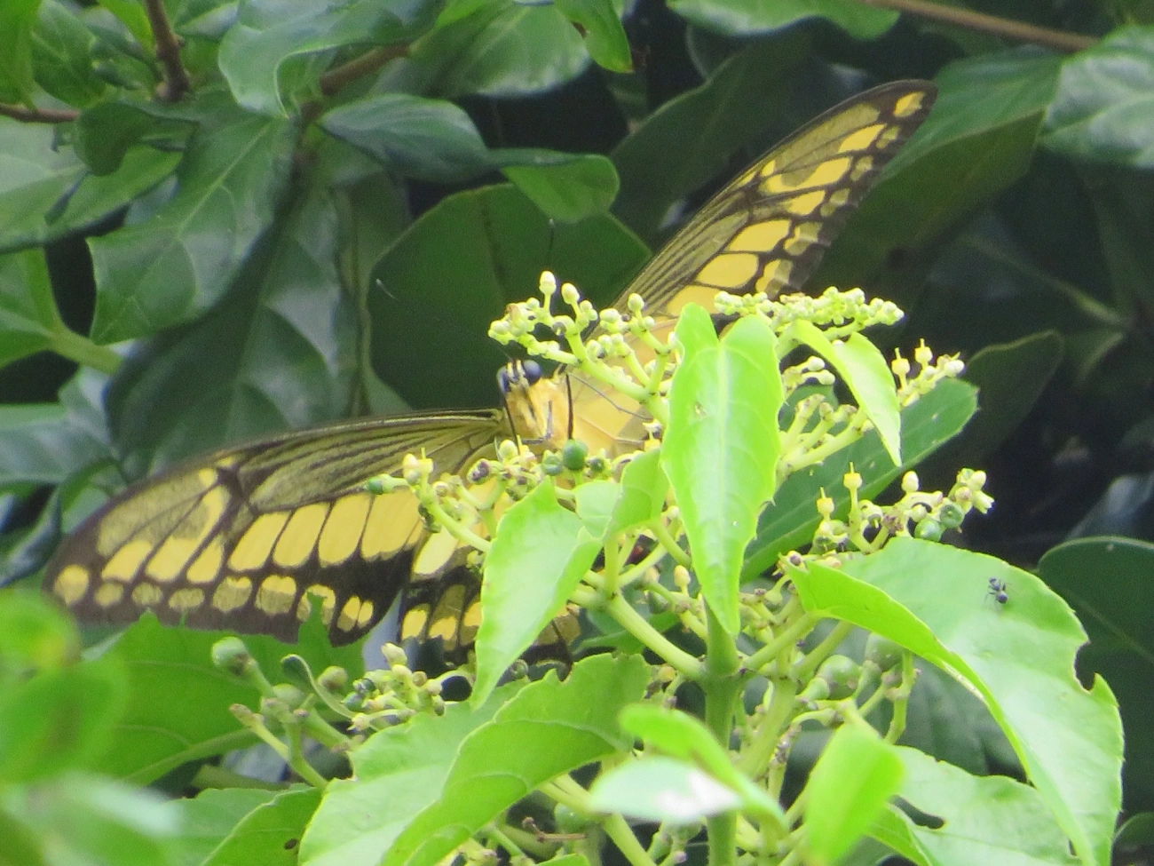 Borboleta-caixão-de-defunto (Heraclides thoas), insetos, fotografado em Maresias, São Sebastião