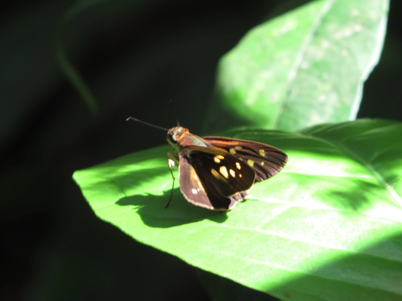 Calpodes, insetos, fotografado em Maresias, São Sebastião