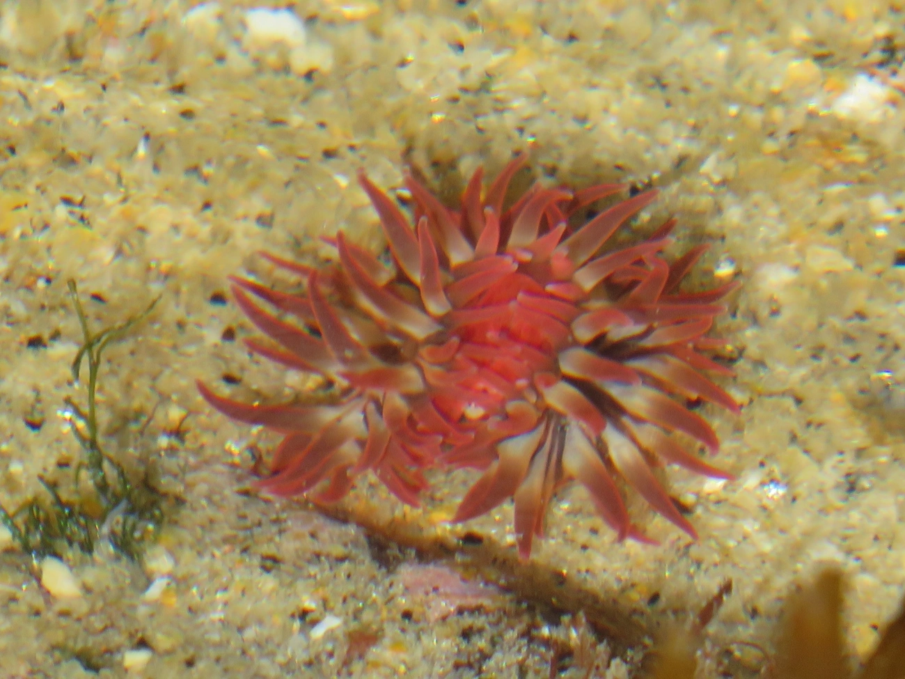 Anêmona-do-sargaço (Anemonia sargassensis), cnidários, fotografado em Maresias, São Sebastião