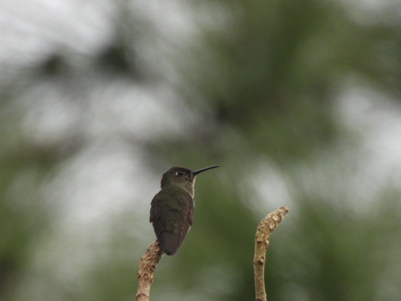 Beija-flor-cinza (Eupetomena cirrochloris), aves, fotografado em Cananéia