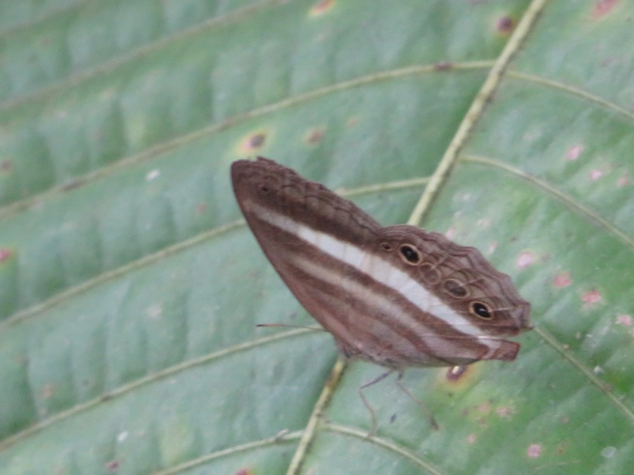 Sátiro-branco (Pareuptychia ocirrhoe), insetos, fotografado em Maresias, São Sebastião