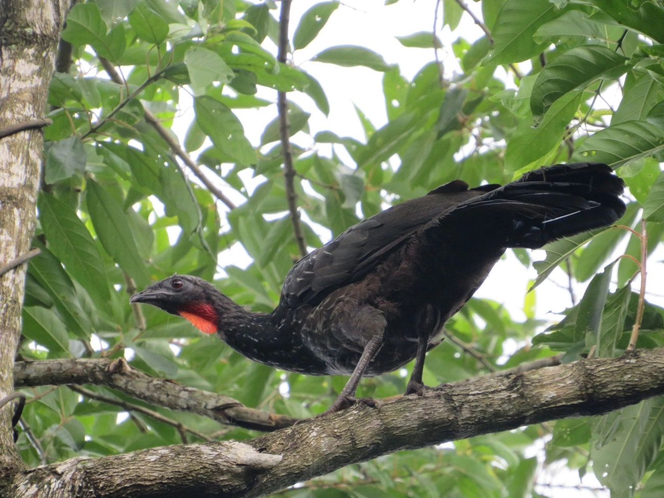 Jacuaçu (Penelope obscura), aves, fotografado em Maresias, São Sebastião