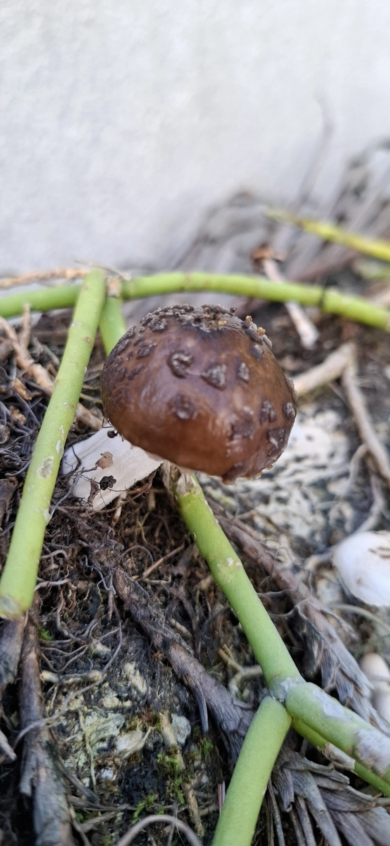 Cogumelo-de-coco (Oudemansiella cubensis), fungos, fotografado em Maresias, São Sebastião