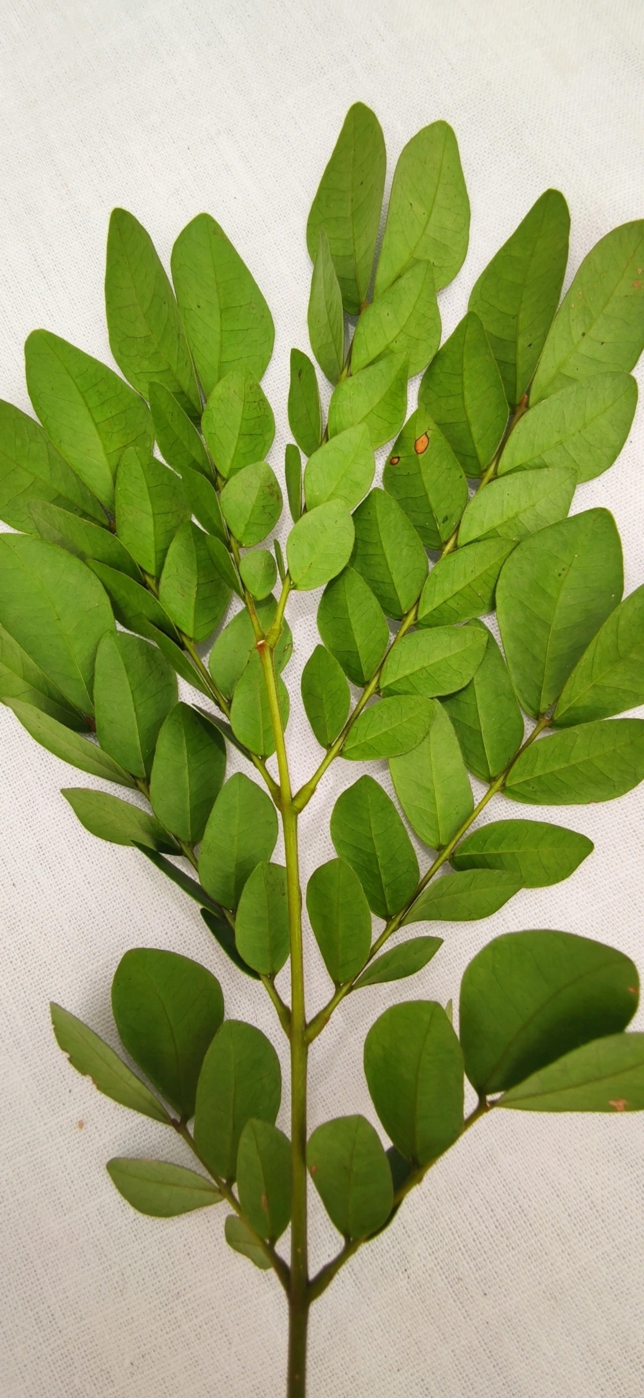 Ingarana (Jupunba trapezifolia micradenia), plantas, fotografado em Maresias, São Sebastião