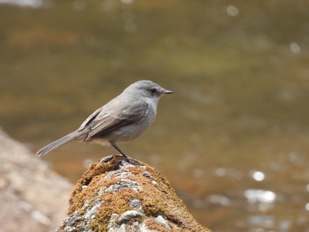 João-Pobre (Serpophaga nigricans), aves, fotografado em Itamonte