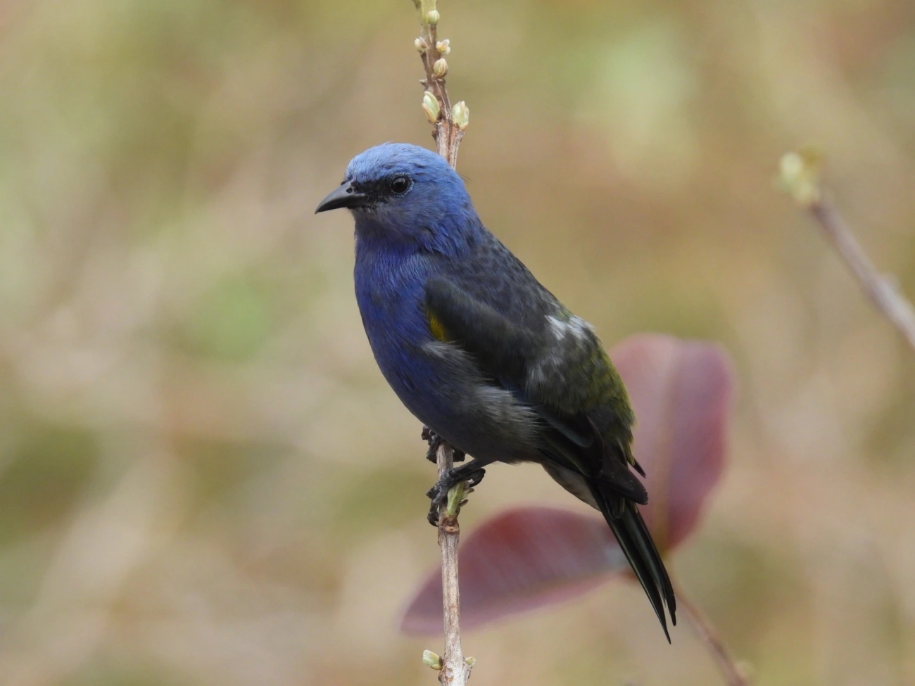 Sanhaçu-de-encontro-amarelo (Thraupis ornata), aves, fotografado em Itamonte