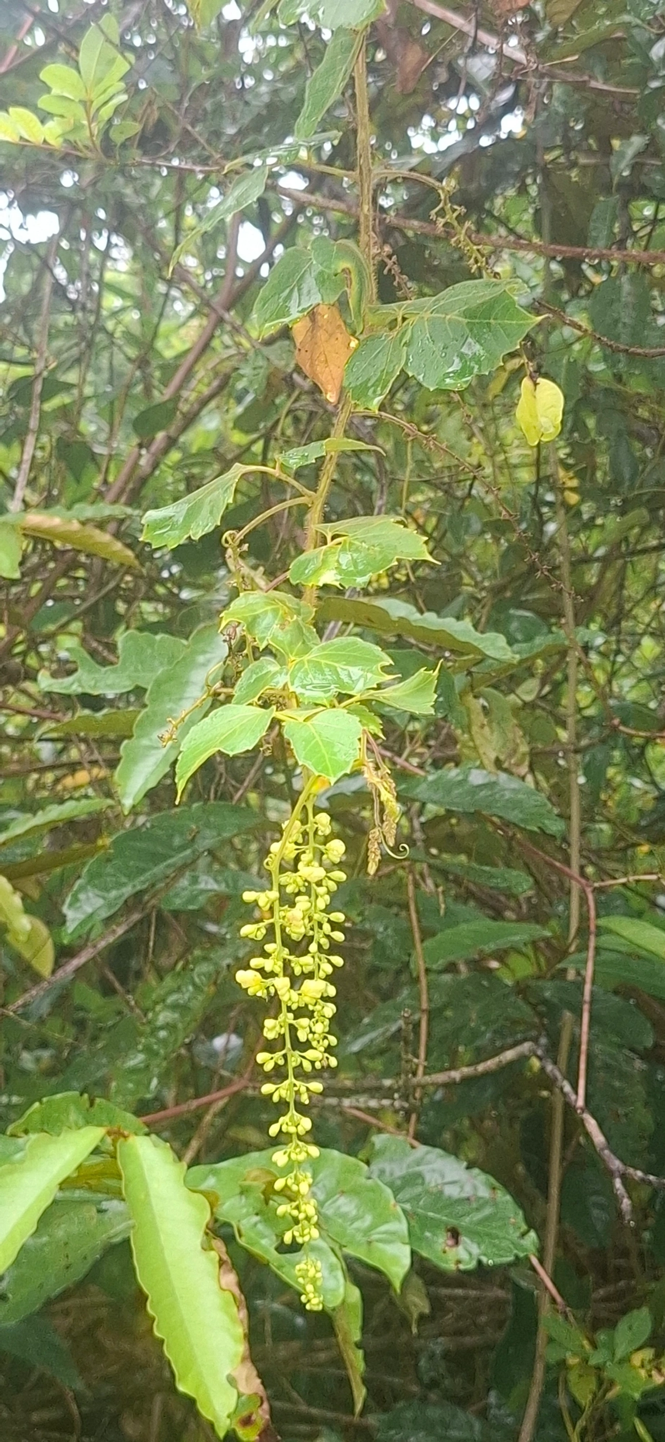 Guamirim-de-folha-miúda (Myrcia splendens), plantas, fotografado em Maresias, São Sebastião