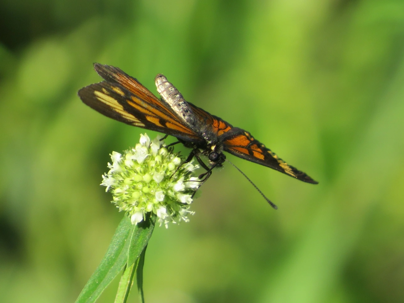 Actinotes (Actinote), insetos, fotografado em Maresias, São Sebastião