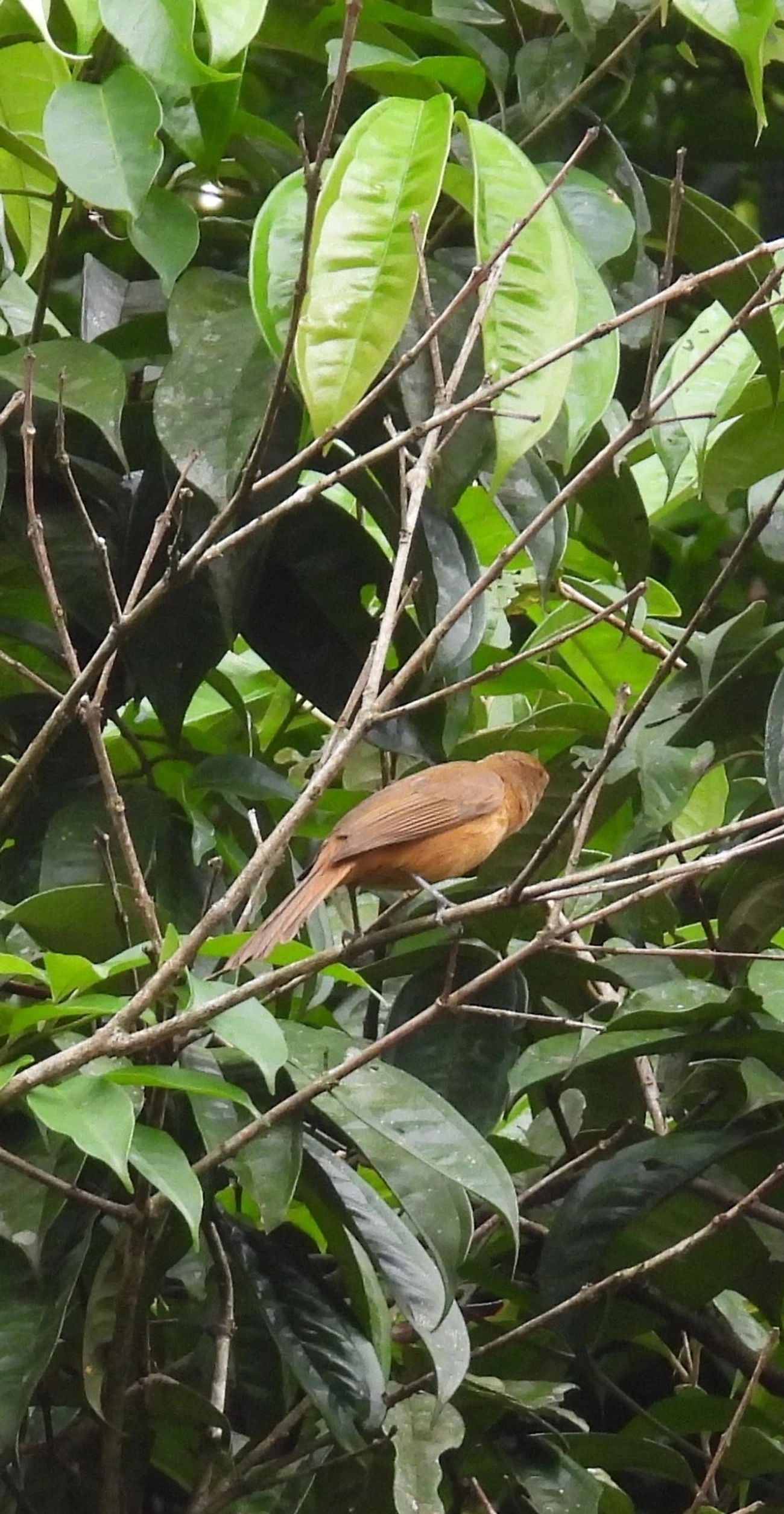 Caneleiro (Pachyramphus castaneus), aves, fotografado em Barra do Una, São Sebastião