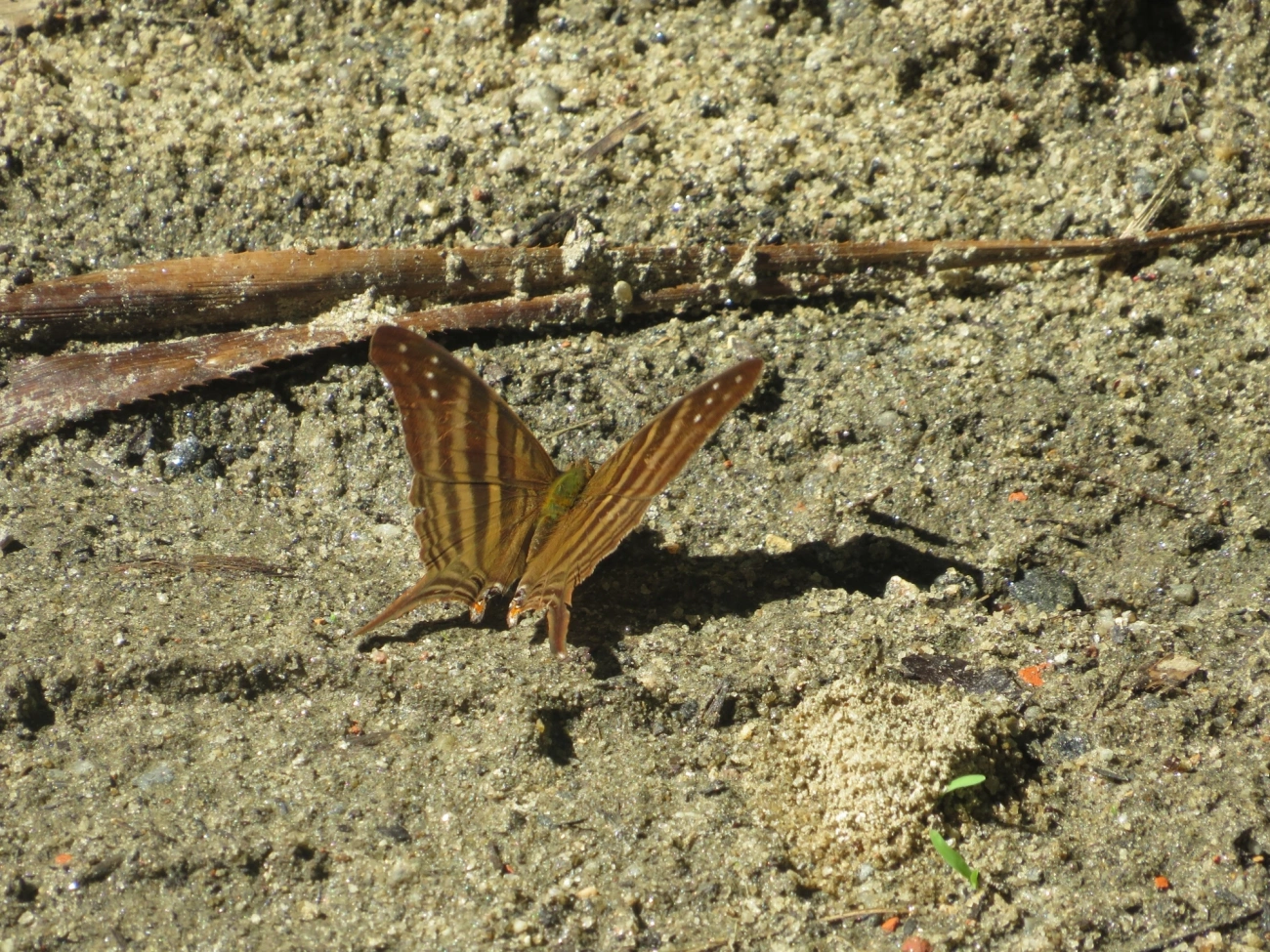 Punhal-de-muitas-faixas (Marpesia chiron), insetos, fotografado em Maresias, São Sebastião