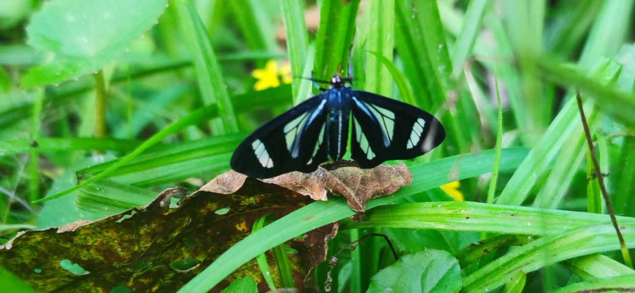 Agyrta dux, insetos, fotografado em Maresias, São Sebastião