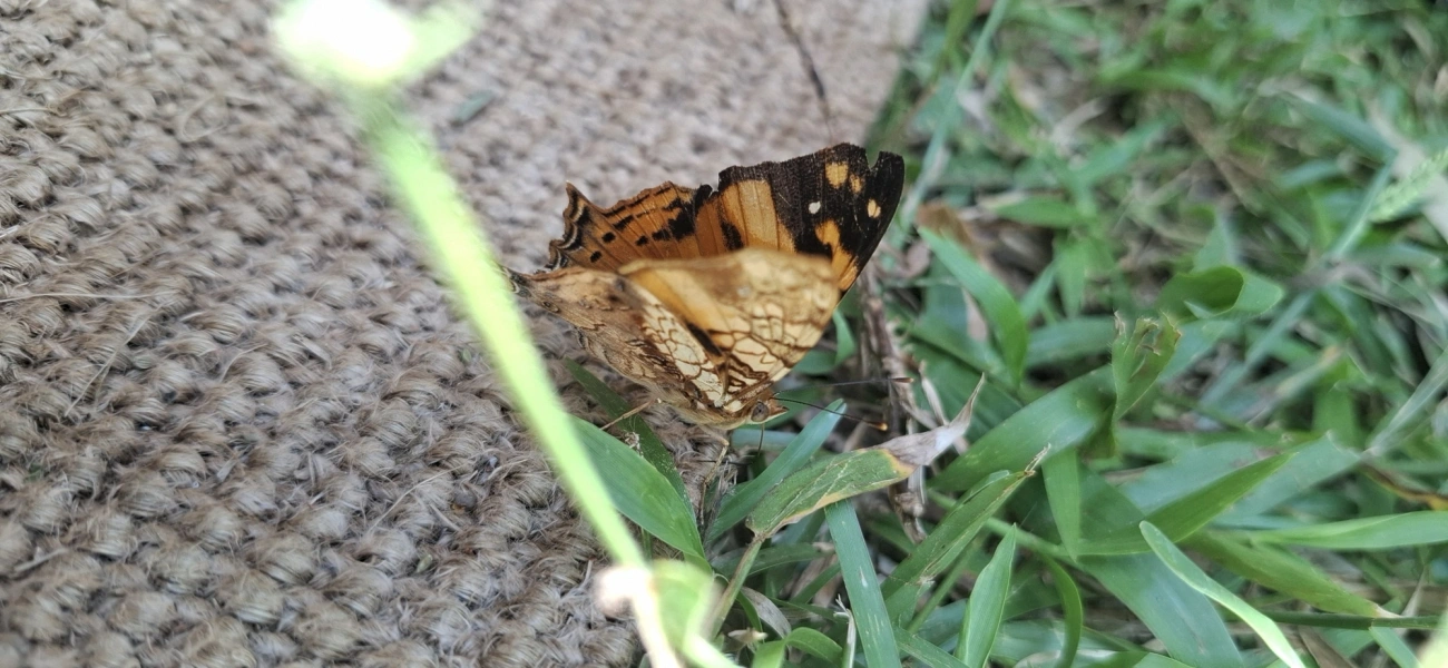 Mapa-laranja (Hypanartia lethe), insetos, fotografado em Cabreúva