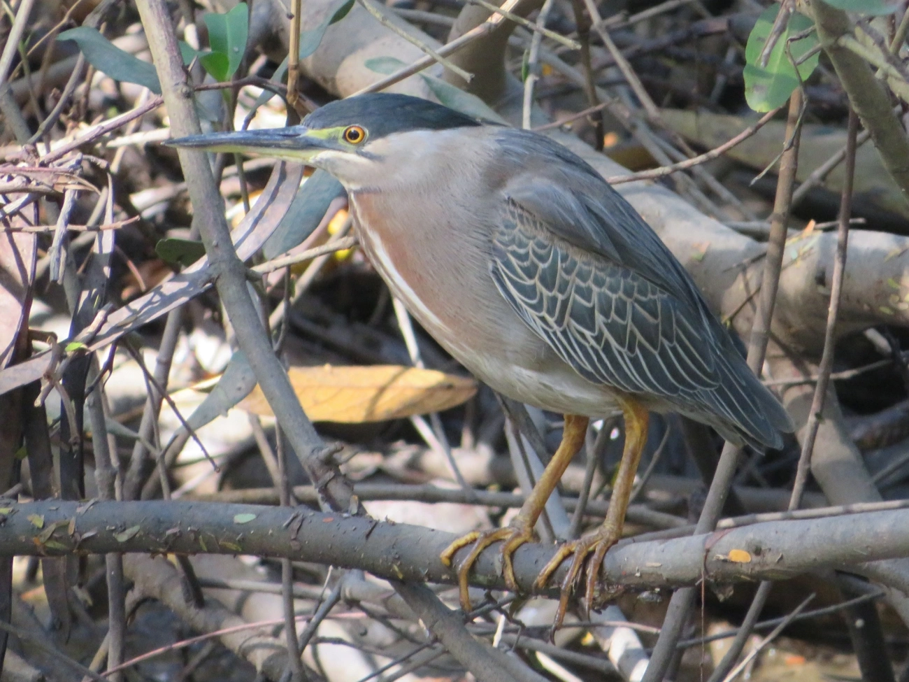 Socozinho (Butorides striata), aves, fotografado em Indaiá, Caraguatatuba