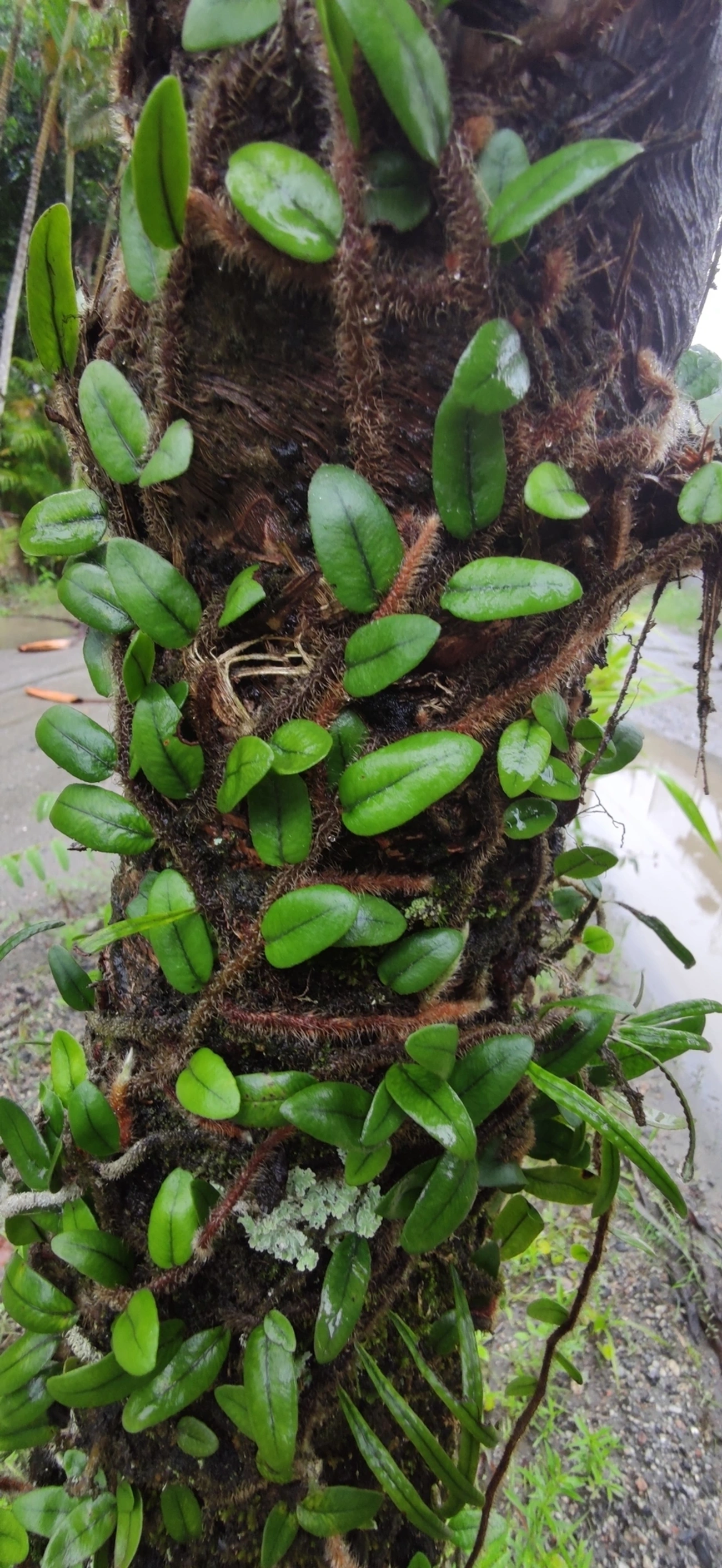 Microgramma, plantas, fotografado em Maresias, São Sebastião