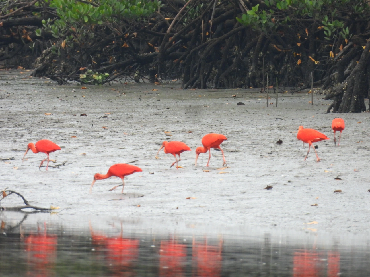 Guará (Eudocimus ruber), aves, fotografado em Cananéia